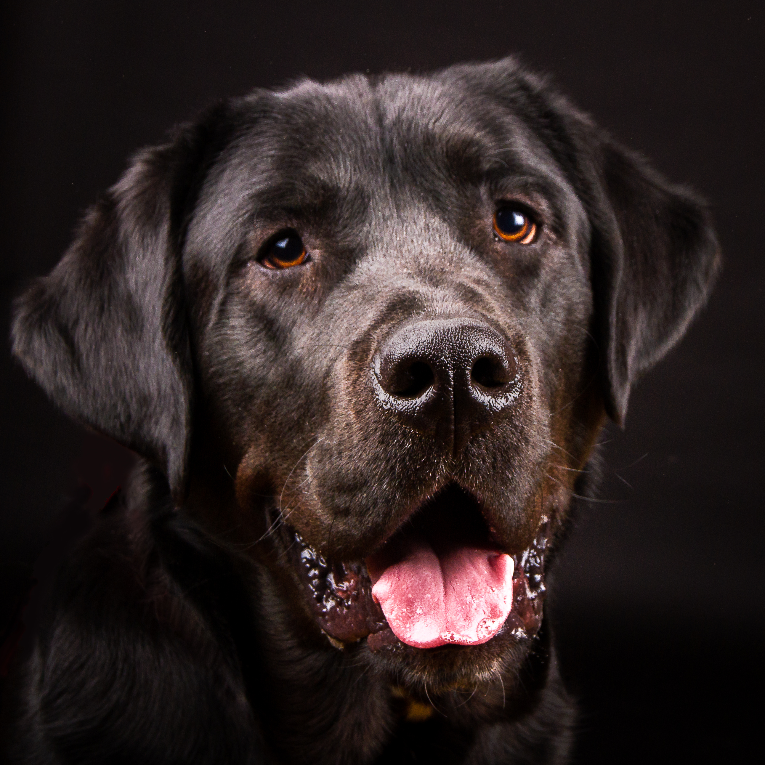 Dog 1